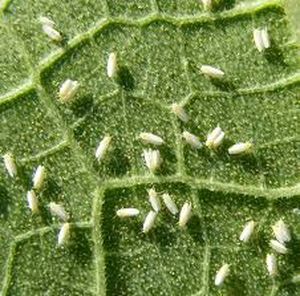 uploads/images/pest/SOYABEAN WHITEFLY.jpg